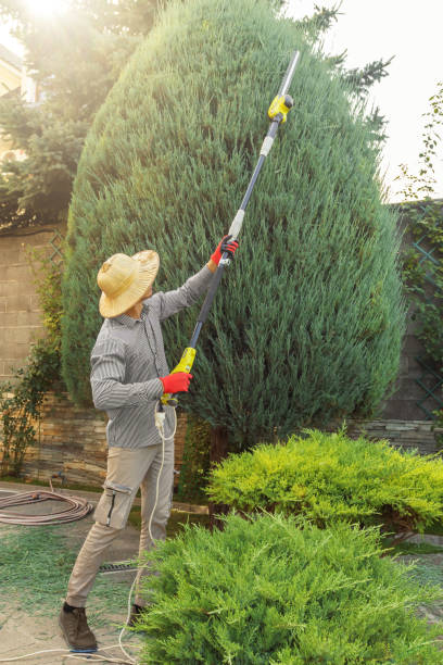  Hermosa Beach, CA Tree Removal and Landscaping Services Pros